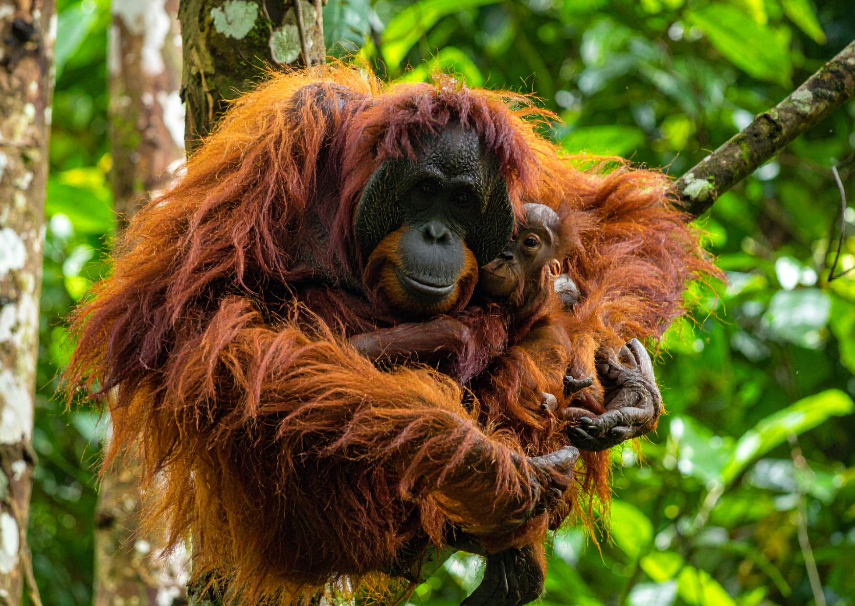 Orangutan