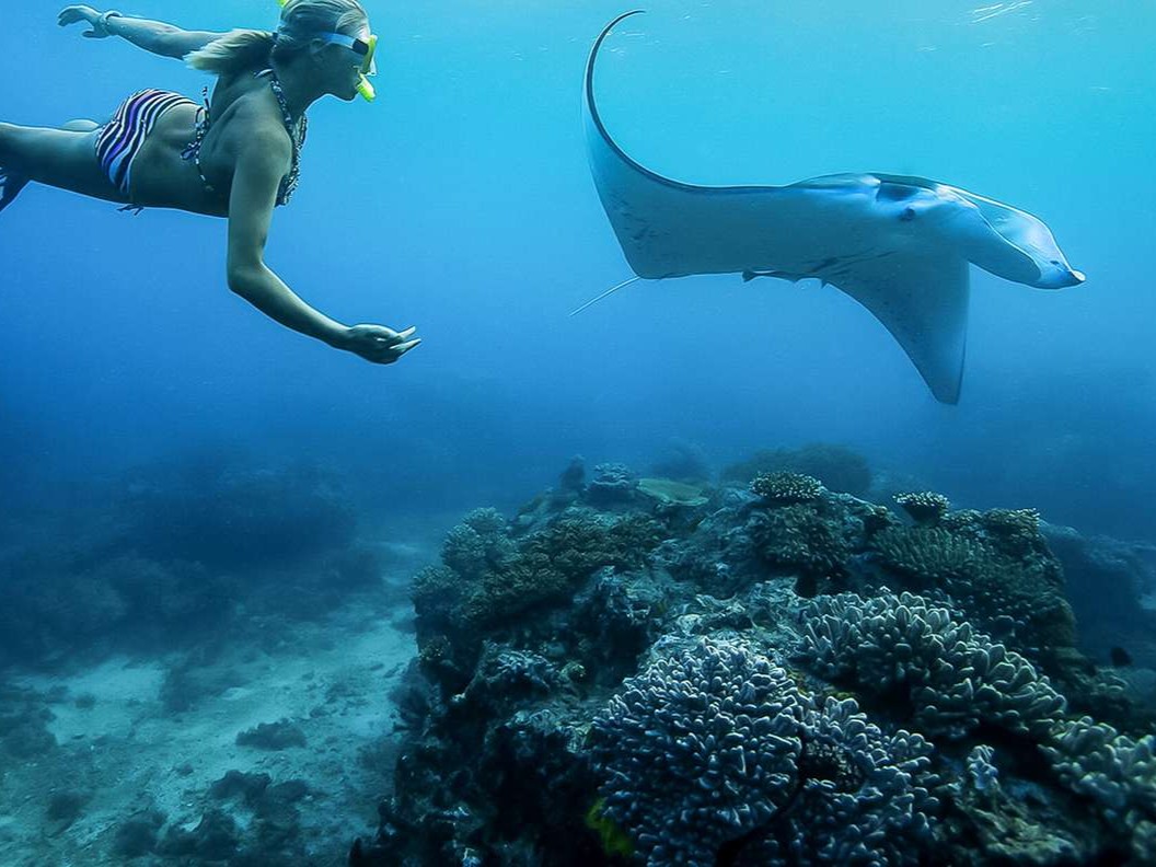 Snorkling manta